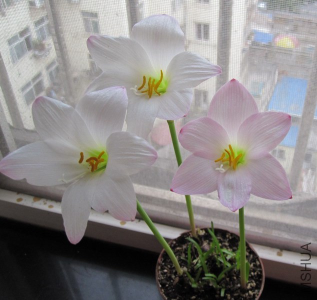 Habranthus ��ȷ��B 1.jpg