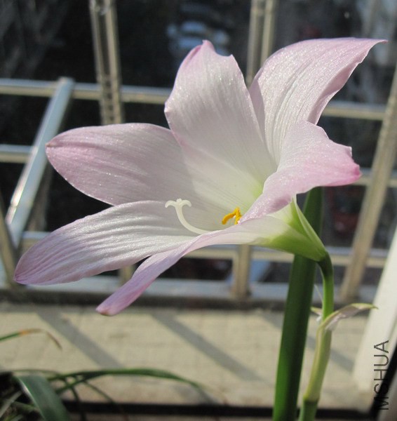 Habranthus ��ȷ��A 4.jpg