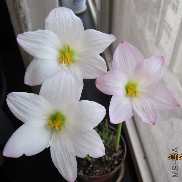 Habranthus ��ȷ��B 2.jpg