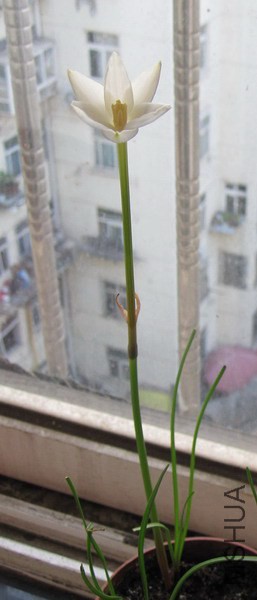 Cooperia herbertiana 3.jpg