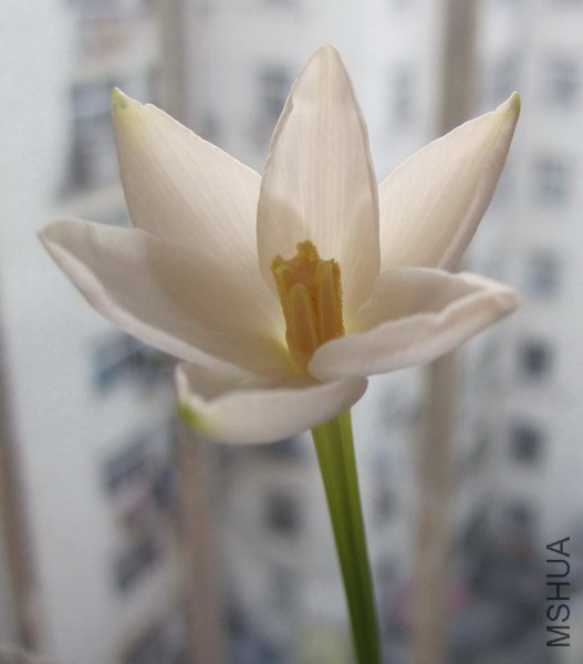 Cooperia herbertiana 2.jpg