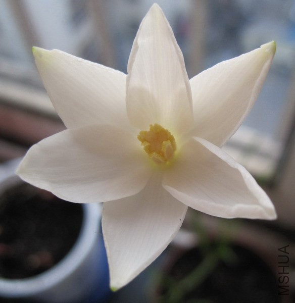 Cooperia herbertiana 1.jpg