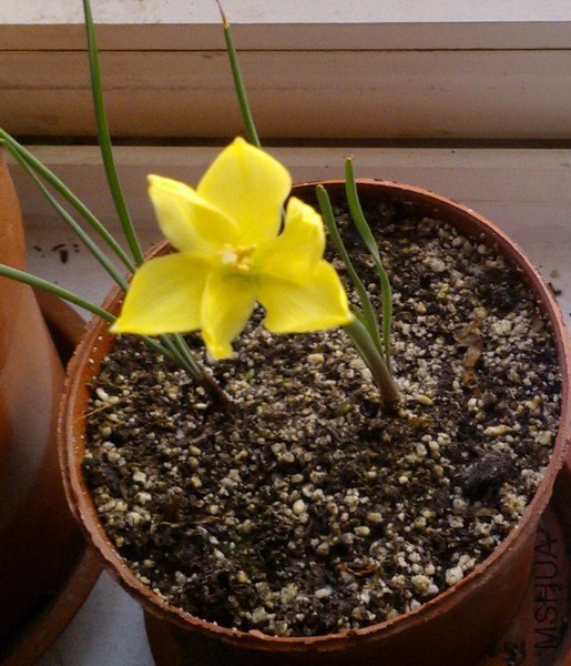 Cooperia smallii 4.JPG