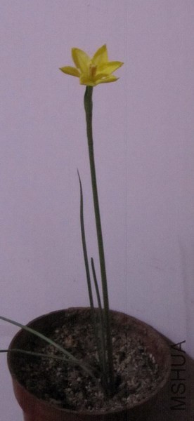 Cooperia smallii 2.JPG