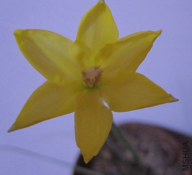 Cooperia smallii 1.JPG