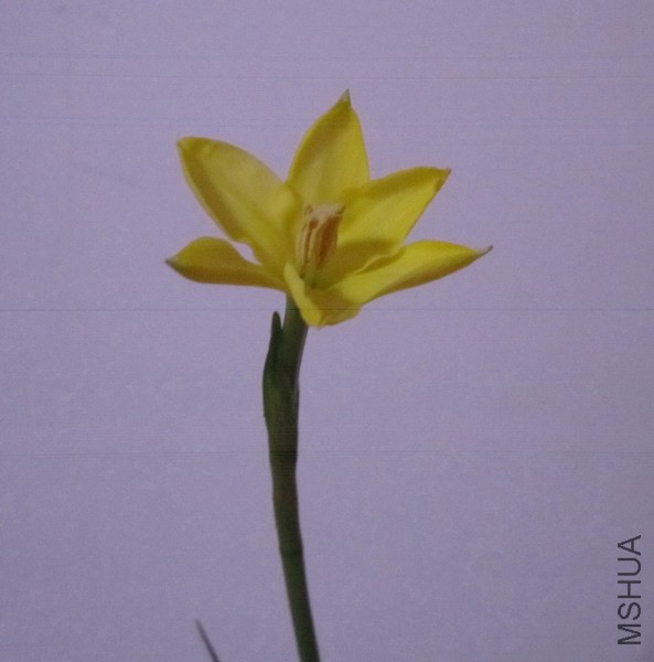 Cooperia smallii 3.JPG