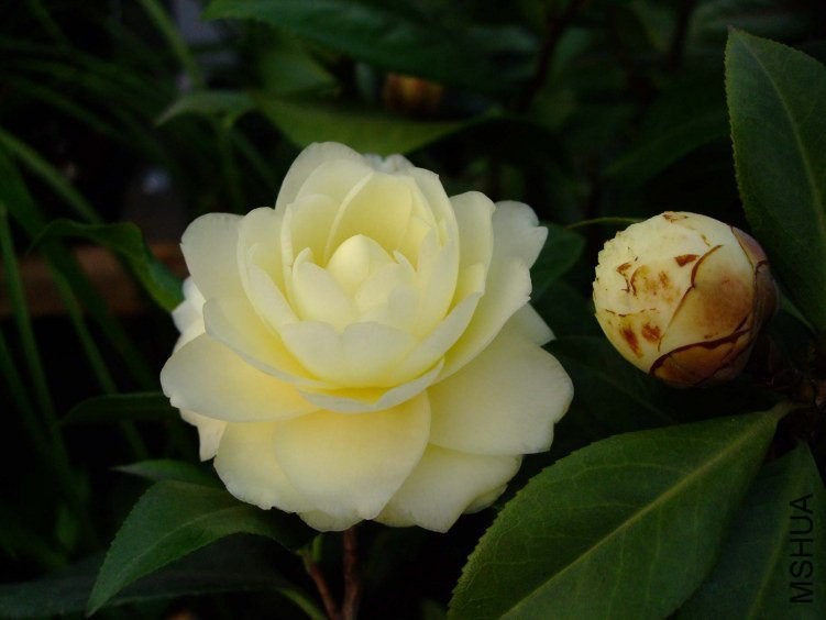 ������ 2013-3-15 150.jpg