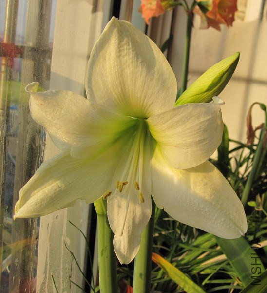 Hippeastrum 'Green Goddess' ��ɫŮ����ɫϣ��.jpg