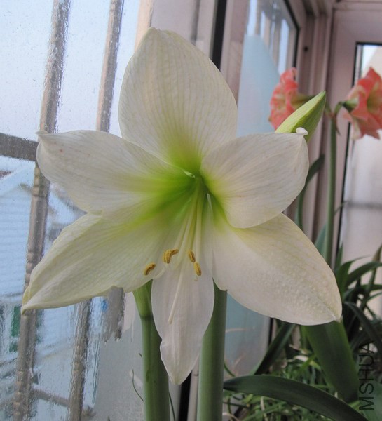 Hippeastrum 'Green Goddess' ��ɫŮ����ɫϣ�� 1.jpg
