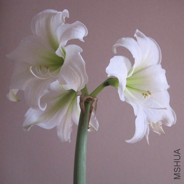 Hippeastrum 'Green Goddess' ��ɫŮ����ɫϣ�� 2.jpg