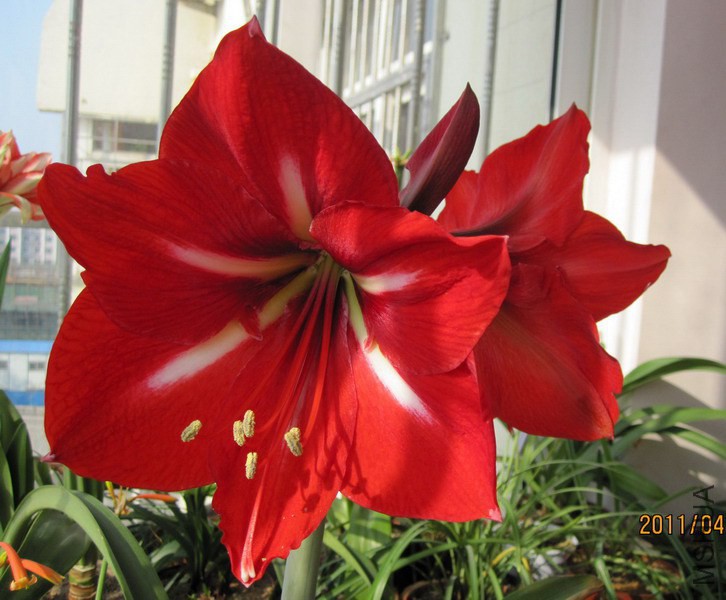 Hippeastrum 'Minerva' ������ ʵ��.jpg