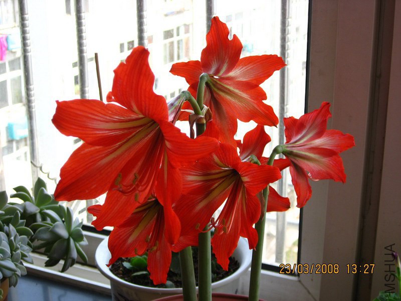 Hippeastrum Mix ������.jpg