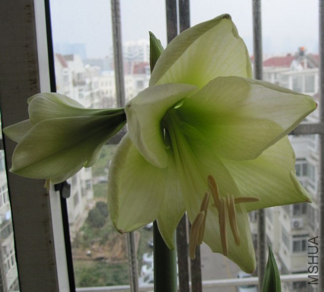 Hippeastrum 'Mont Blanc' ���ز���.jpg