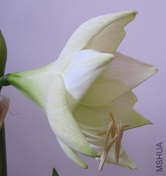 Hippeastrum 'Mont Blanc' ���ز��� 1.jpg