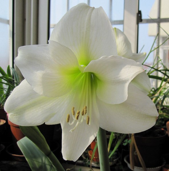 Hippeastrum 'Mont Blanc' ���ز��� 2.jpg