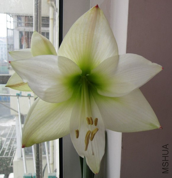 Hippeastrum 'Mont Blanc' ���ز��� 4.jpg