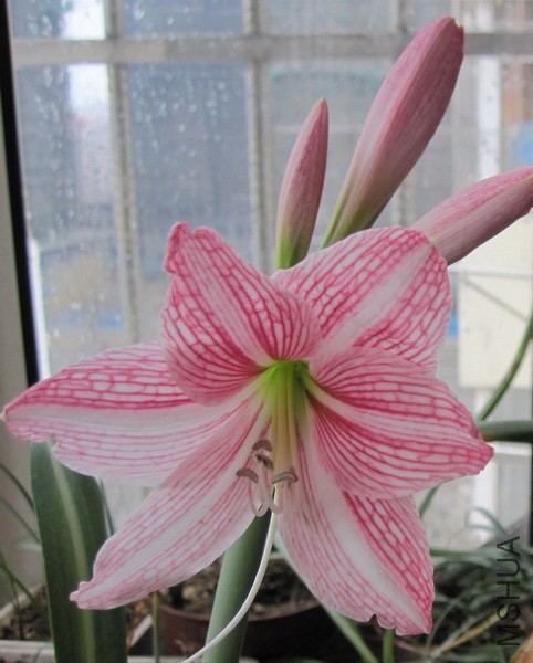 Hippeastrum 'Mrs. Garfield' ������ 3.jpg