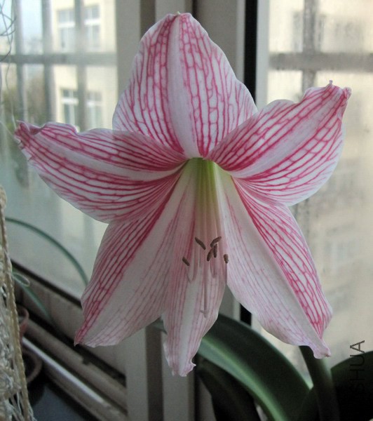 Hippeastrum 'Mrs. Garfield' ������ 1.jpg