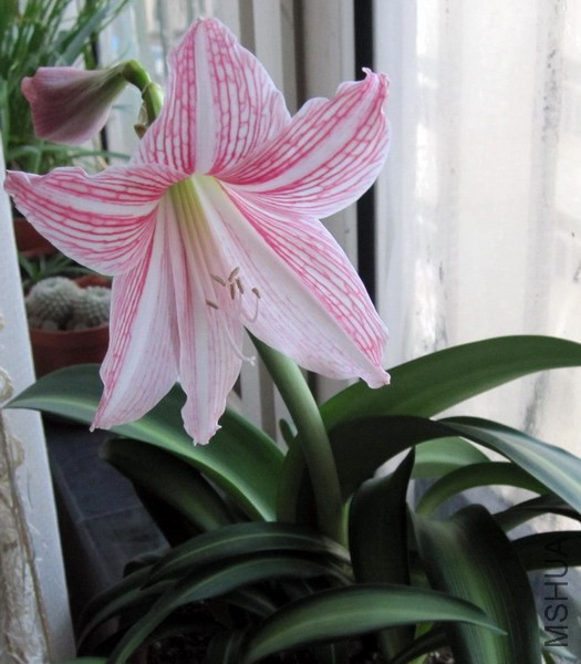 Hippeastrum 'Mrs. Garfield' ������ 2.jpg