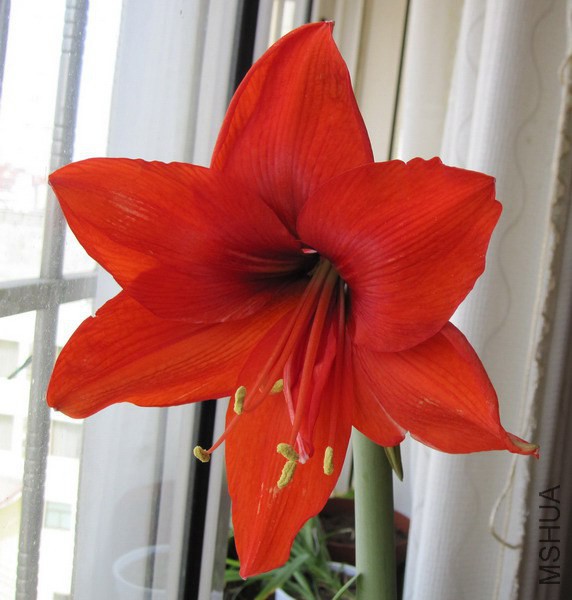 Hippeastrum 'Orange Sovereign' ��ɫ��ά.jpg