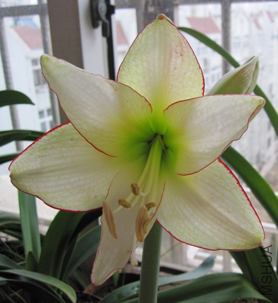Hippeastrum 'Picotee' ������ʯ��.jpg