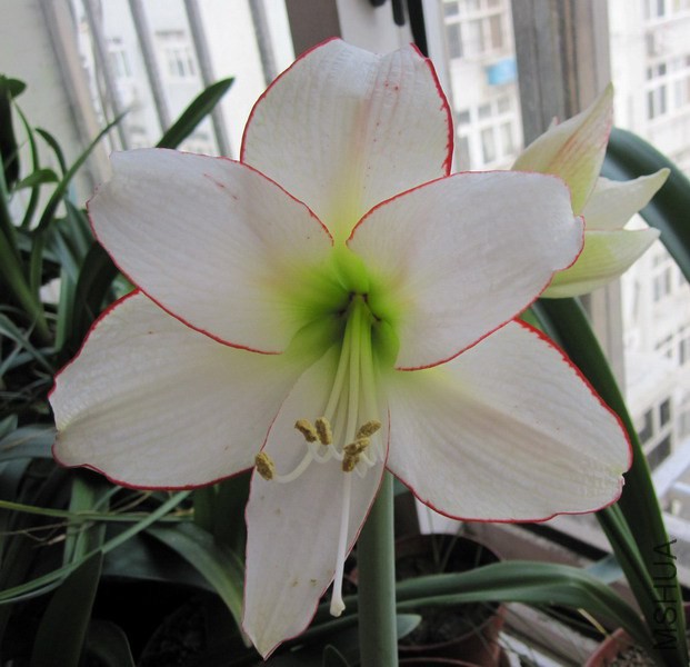 Hippeastrum 'Picotee' ������ʯ�� 1.jpg