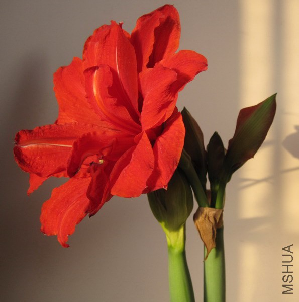 Hippeastrum 'Red Peacock' ���ȸ 4.JPG