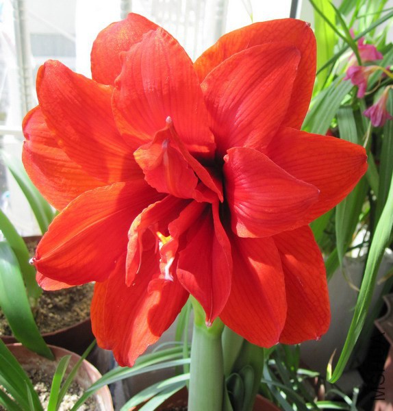 Hippeastrum 'Red Peacock' ���ȸ 2.JPG