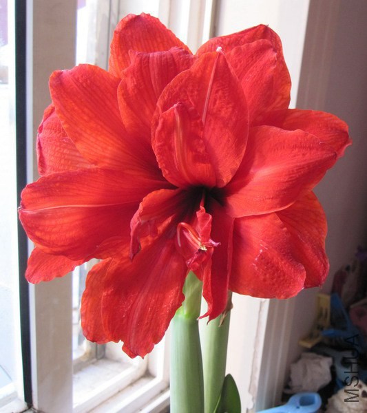 Hippeastrum 'Red Peacock' ���ȸ 3.JPG