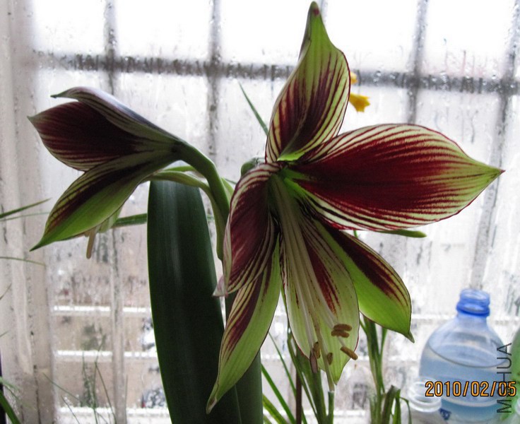 Hippeastrum papillio ���1.jpg