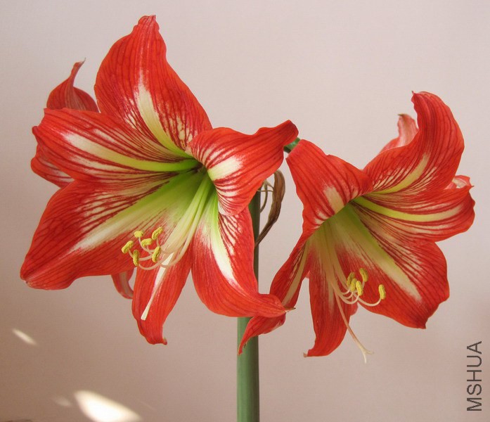 Hippeastrum reginae Ů������ ����� 1.jpg