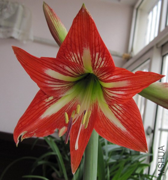 Hippeastrum reginae Ů������ �����.jpg