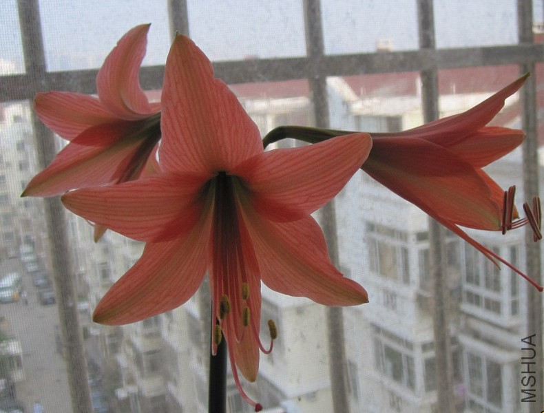 Hippeastrum roseum 3.jpg