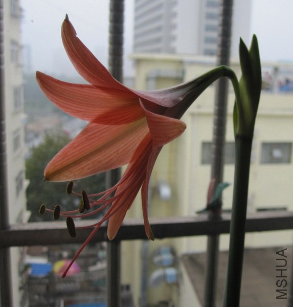 Hippeastrum roseum 1.jpg