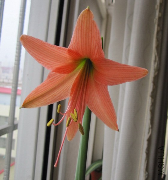 Hippeastrum roseum 2.jpg