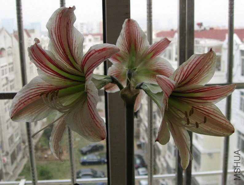 Hippeastrum vittatum ���ɻ���.jpg