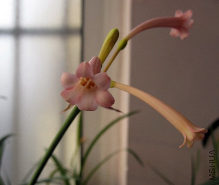 Cyrtanthus mackenii 'Himalayan Pink' �۴�Ͳ.jpg