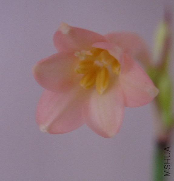 Cyrtanthus mackenii 'Himalayan Pink' �۴�Ͳ 1.jpg