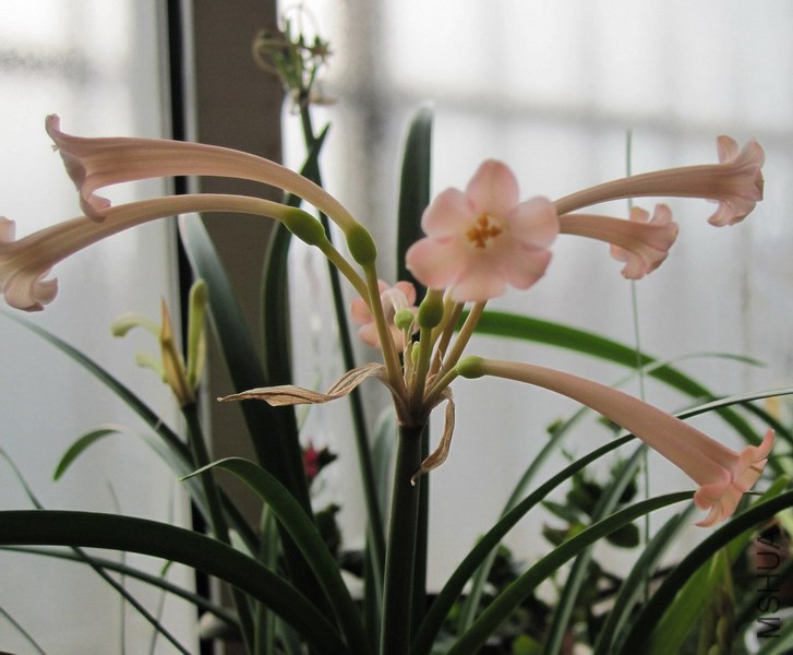 Cyrtanthus mackenii 'Himalayan Pink' �۴�Ͳ 2.jpg
