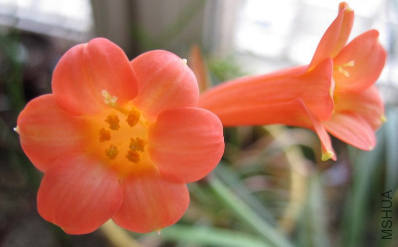 Cyrtanthus mackenii 'Himalayan Red' �ٺ촹Ͳ 1.jpg