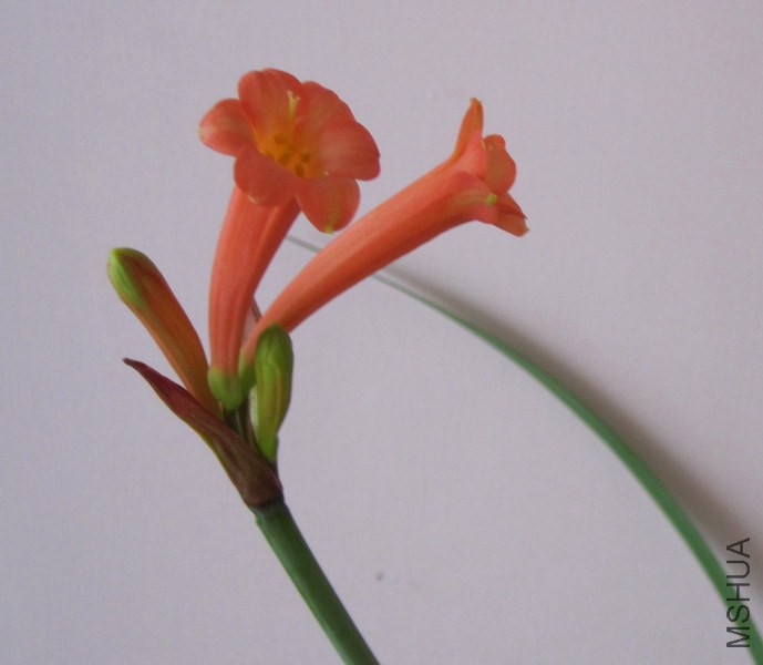 Cyrtanthus mackenii 'Himalayan Red' �ٺ촹Ͳ.jpg
