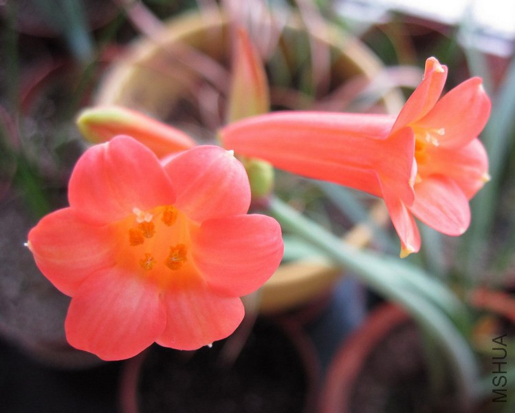 Cyrtanthus mackenii 'Himalayan Red' �ٺ촹Ͳ 2.jpg