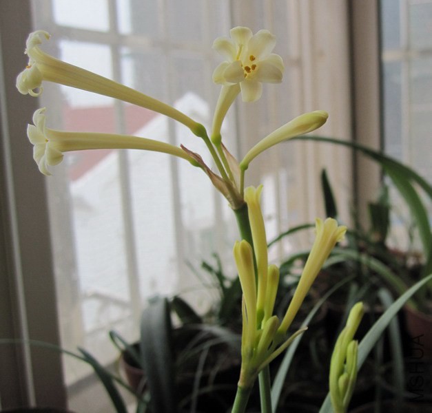 Cyrtanthus mackenii ssp. mackenii 2.JPG