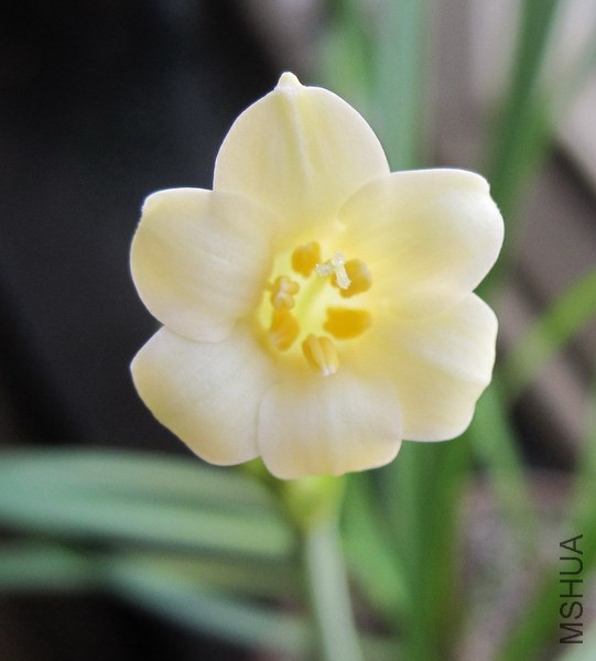 Cyrtanthus mackenii ssp. mackenii 1.JPG