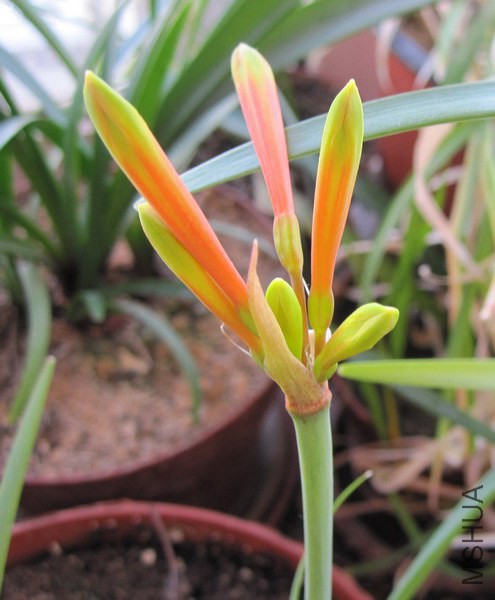 Cyrtanthus suaveolens ���˫ɫ��Ͳ.jpg