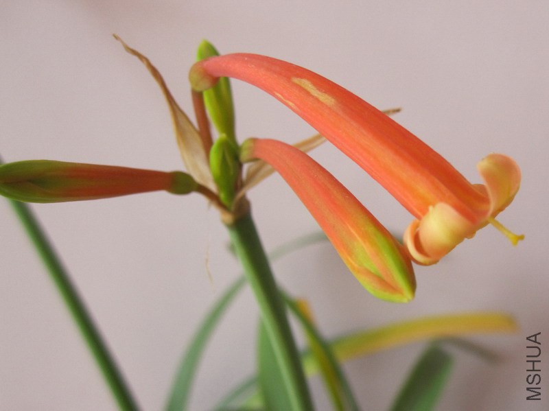 Cyrtanthus suaveolens ���˫ɫ��Ͳ 2.jpg