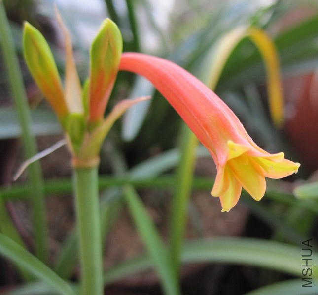 Cyrtanthus suaveolens ���˫ɫ��Ͳ 1.jpg