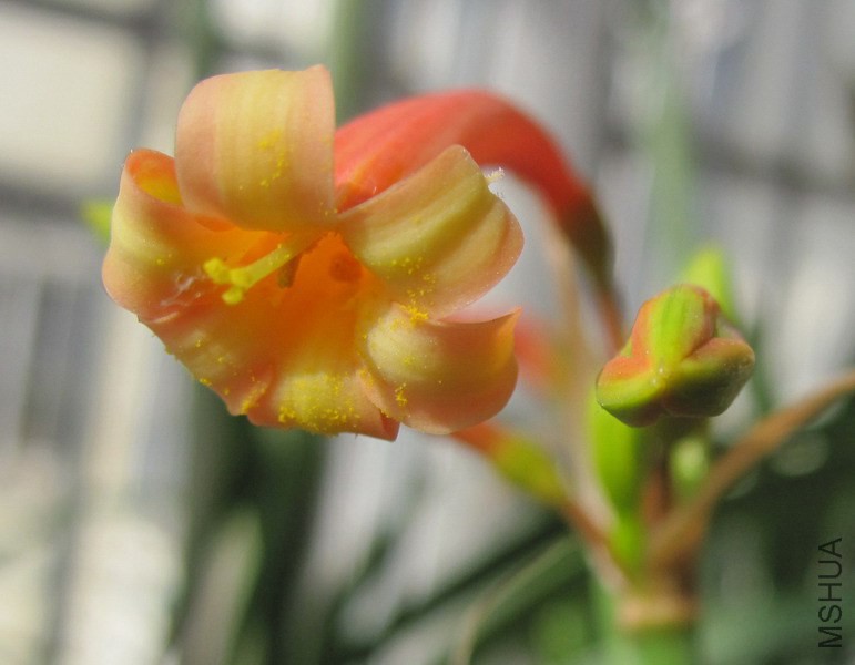 Cyrtanthus suaveolens ���˫ɫ��Ͳ 3.jpg