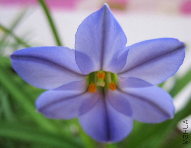 Ipheion 'RoIf Fiedler' ����ɫԲ�껨��.jpg