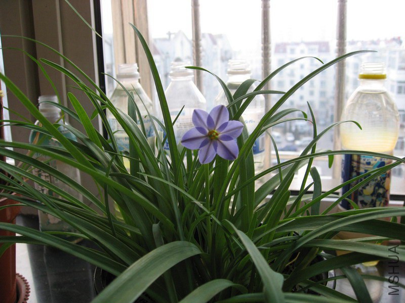 Ipheion 'RoIf Fiedler' ��ɫԲ�껨�� 1.jpg